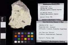 Foto (Objket + Etiketten) von Diogenidae indet. 